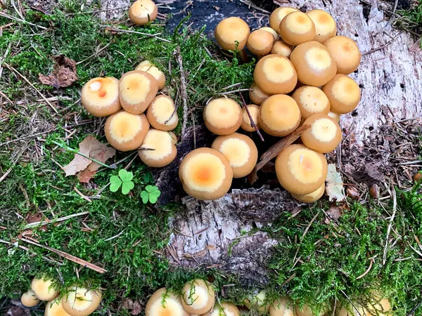 Cogumelos Kuehneromyces Mutabilis Crescendo Árvores Tocos — Fotografia de Stock