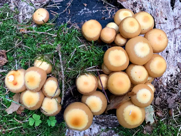 Champiñones Kuehneromyces Mutabilis Creciendo Árboles Troncos —  Fotos de Stock