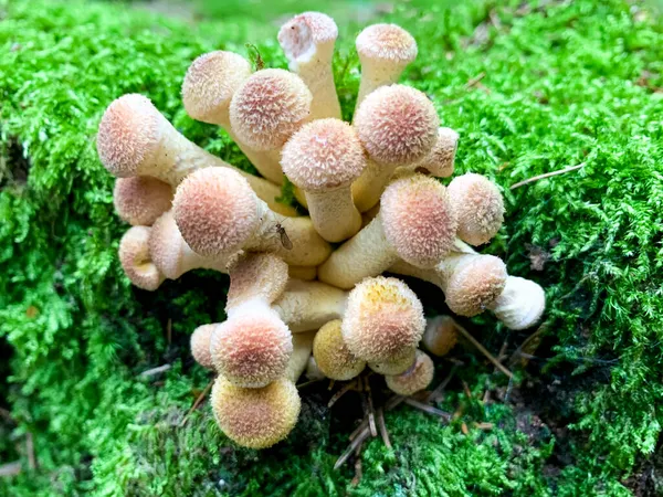 Pilze Kühneromyces Mutabilis Wachsen Auf Bäumen Und Baumstümpfen — Stockfoto