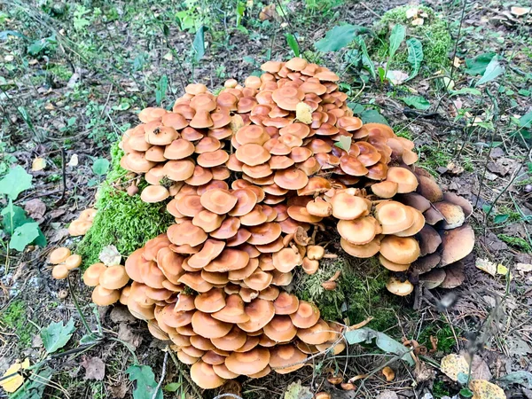 Mucchio Funghi Della Foresta Che Crescono Vecchi Ceppi Alberi Studio — Foto Stock