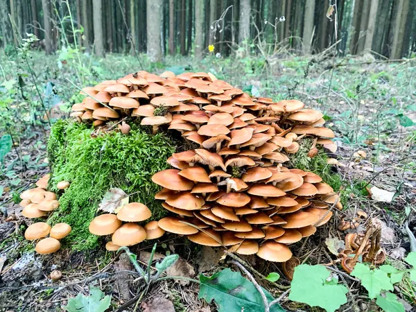 Tas Champignons Forestiers Poussant Sur Vieilles Souches Des Arbres Photo — Photo