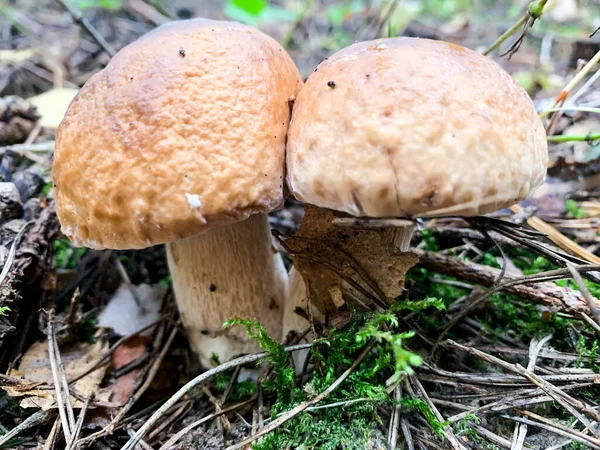 Deliciosos Cogumelos Porcini Comestíveis Boleto Crescendo Floresta — Fotografia de Stock