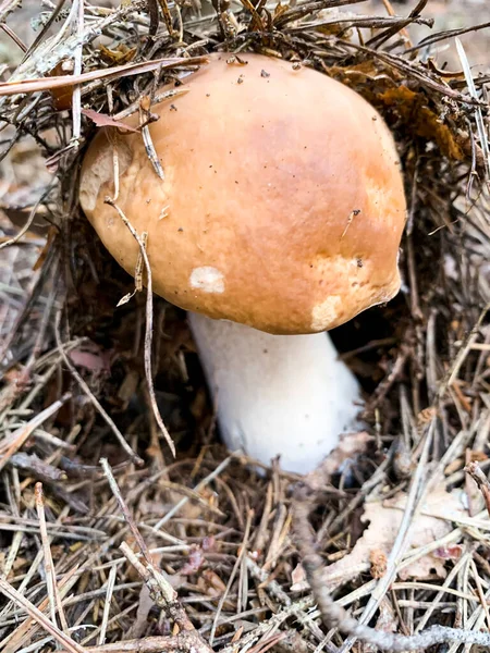 Delicious Edible Porcini Mushrooms Boletus Growing Forest — Stock Photo, Image