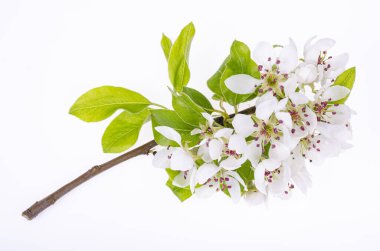 Beyaz çiçeklerle açan bir elma ağacının dalı. Stüdyo Fotoğrafı.