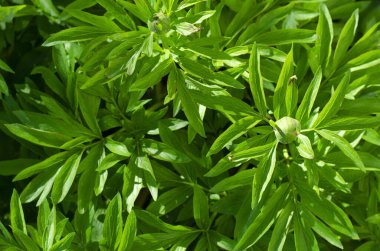 Arka plan, doku, dekoratif bitki yapraklarından oluşan duvar kağıdı. Stüdyo Fotoğrafı.