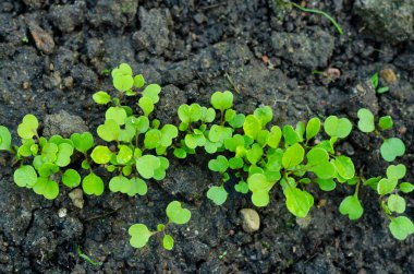 Bahçe yatağında ilk yeşillik çekimleri. Stüdyo Fotoğrafı.