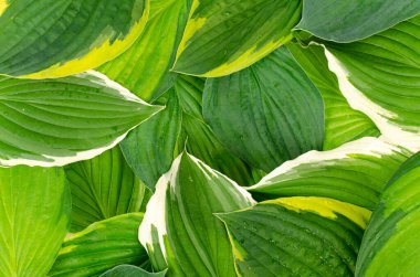 Arkaplan, kartpostal, dekoratif hosta yapraklarının pankartı. Stüdyo Fotoğrafı