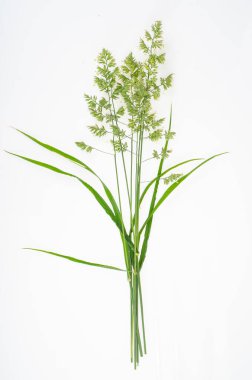 Beyaz arka planda yabani çayır bitkileri ve otlar. Stüdyo Fotoğrafı