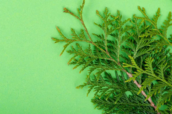 Thuja Occibalis Ветвь Ярко Зеленом Фоне Студия Фото — стоковое фото