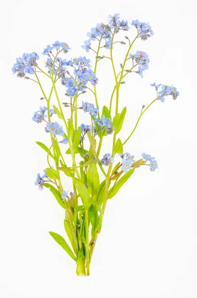 Невелика Група Ніжного Блакитного Весни Літні Квіти Миосотіса Студія Фото — стокове фото