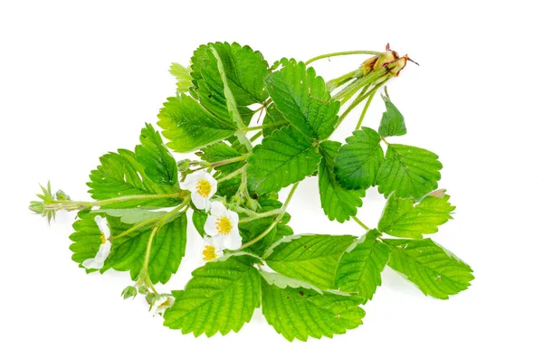 Fragaria Struik Met Witte Bloemen Groene Bladeren Tuin Wilde Planten — Stockfoto