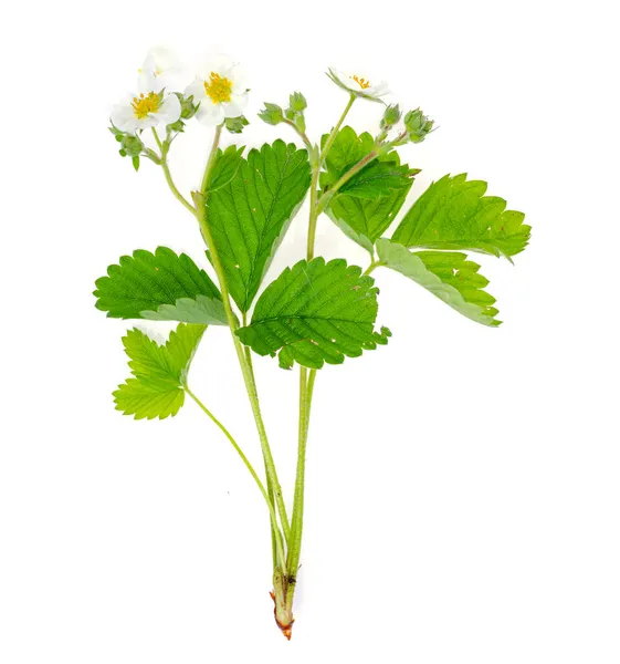 Fragaria Bush White Flowers Green Leaves Garden Wild Plants Studio — Stock Photo, Image