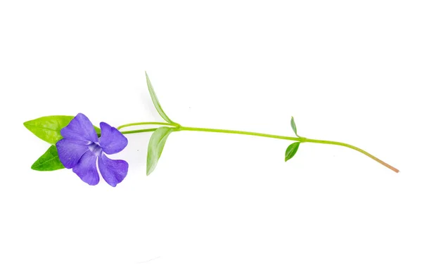 Cobertura Solo Perene Vinca Com Flores Azuis Foto Estúdio — Fotografia de Stock