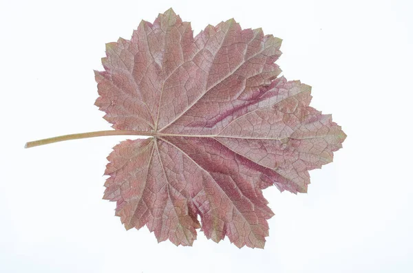 Hoja Heuchera Púrpura Aislada Sobre Fondo Blanco Estudio Foto —  Fotos de Stock