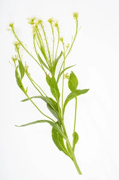 白い背景に野生の成長している草原の植物やハーブ スタジオ写真 — ストック写真