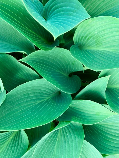 Háttér Textúra Dekoratív Növényi Levelek Tapétája Stúdió Photo — Stock Fotó