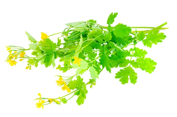 Manojo Planta Medicinal Chelidonium Aislado Sobre Fondo Blanco Estudio Foto —  Fotos de Stock