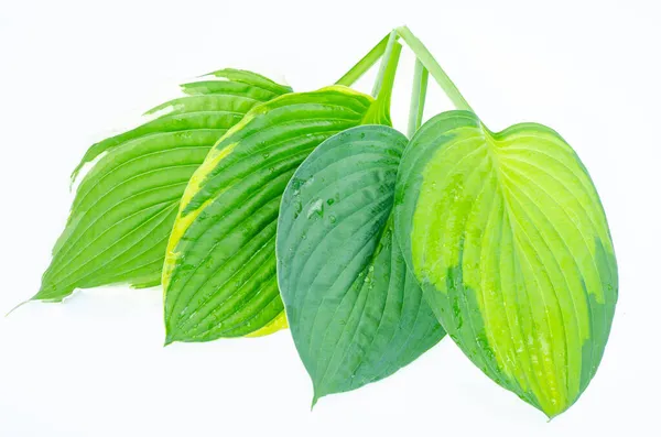 Verschiedene Arten Von Hosta Blättern Isoliert Auf Weißem Hintergrund Studioaufnahme — Stockfoto