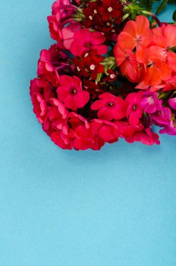 Mavi arka planda parlak bahçe çiçekleri. Fotoğraf.