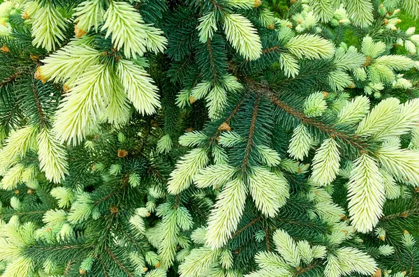 Colorful Young Shoots Cones Spruce Trees Studio Photo — Stock Photo, Image