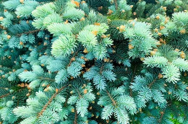 Colorful Young Shoots Cones Spruce Trees Studio Photo — Stock Photo, Image