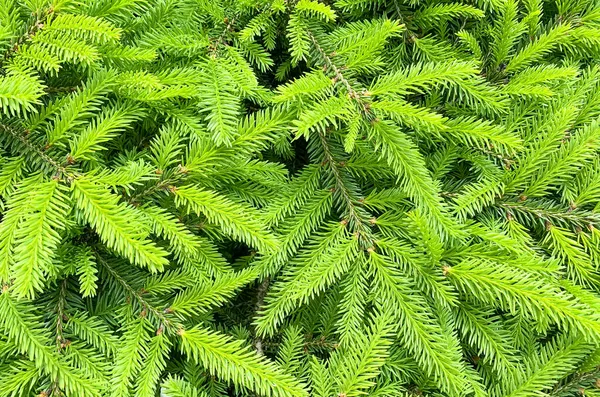 Kleurrijke Jonge Scheuten Kegels Sparren Bomen Foto Van Studio — Stockfoto