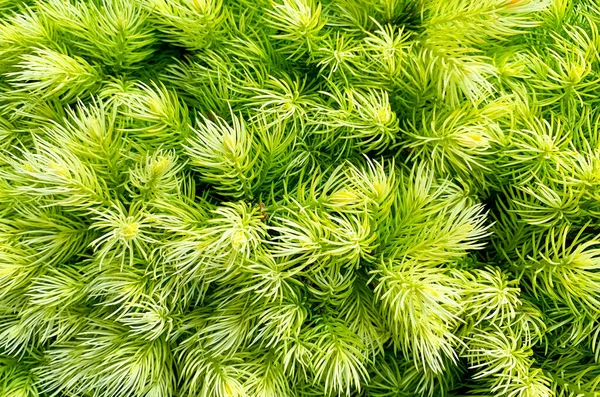 Colorful Young Shoots Cones Spruce Trees Studio Photo — Stock Photo, Image