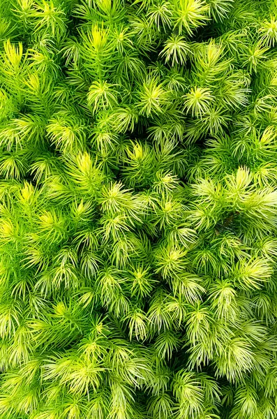 Colorful Young Shoots Cones Spruce Trees Studio Photo — Stock Photo, Image