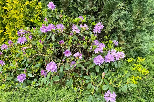 Rhododendron Bush Blooming Pink Flowers Studio Photo — Stock Photo, Image