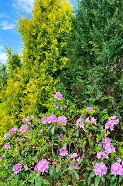 Arbusto Rhododendron Floreciendo Con Flores Rosadas Estudio Foto — Foto de Stock