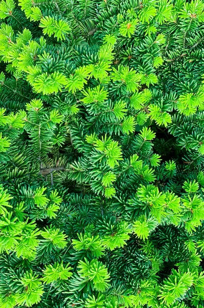 Colorful Young Shoots Cones Spruce Trees Studio Photo — Stock Photo, Image