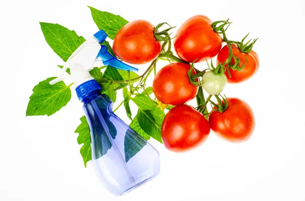 Oncept Van Het Besproeien Van Tomaten Met Pesticiden Tegen Plagen — Stockfoto