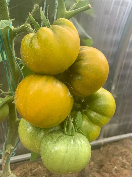 Pomidory Niezwykłym Kolorze Kształcie Rosną Krzewie — Zdjęcie stockowe