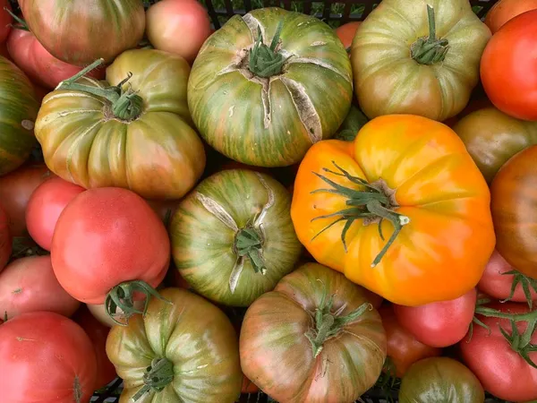 색깔의 토마토가 상자가 — 스톡 사진