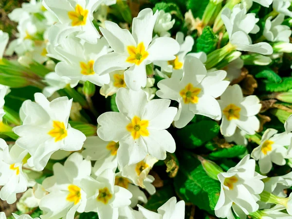 Witte Bloemenachtergrond Van Primula Foto Van Studio — Stockfoto