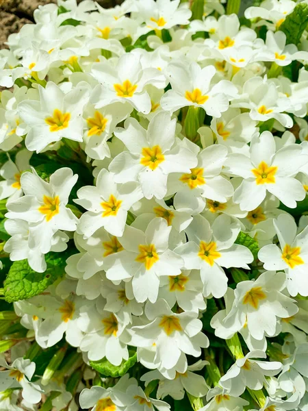 Textuur Achtergrond Van Witte Bloemen Van Primrose Tuin — Stockfoto