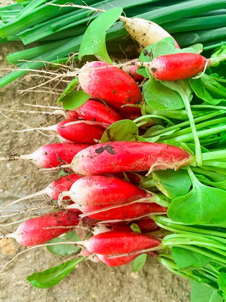 Bunch Fresh Eco Radishes Vegetables Studio Photo — Stock Photo, Image