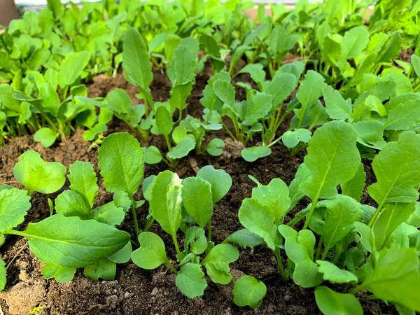 Young Green Shoots Leaves Bed Greenhouse — Stock Photo, Image