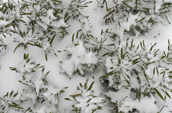 Arbustes Ornementaux Jardin Sous Neige Blanche Photo Studio — Photo