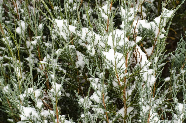 Jardín Arbustos Ornamentales Bajo Nieve Blanca Estudio Foto — Foto de Stock