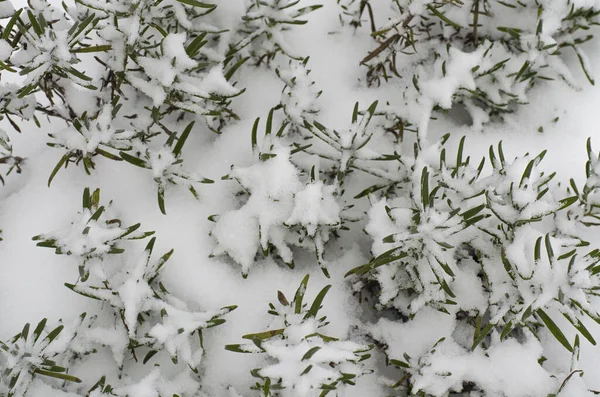 白雪下的花园装饰灌木 工作室照片 — 图库照片#