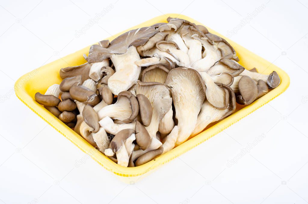 Bunch of fresh cultivated gray oyster mushrooms on white background. Photo