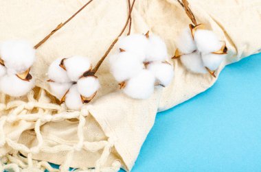 Pastel mavi kağıttan arka planda beyaz pamuklu çiçekler, üst manzara. Doğal organik lif, kumaş yapımında kullanılan hammaddeler. Fotoğraf.