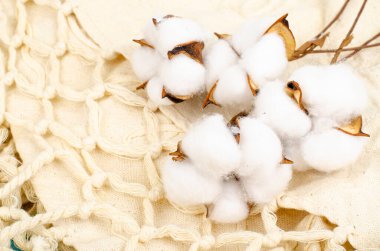 Pastel mavi kağıttan arka planda beyaz pamuklu çiçekler, üst manzara. Doğal organik lif, kumaş yapımında kullanılan hammaddeler. Fotoğraf.