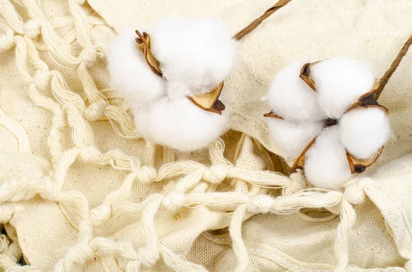 パステルブルーの紙の背景に繊細な白いふわふわの綿の花 トップビュー 天然の有機繊維 生地を作るための原料 — ストック写真