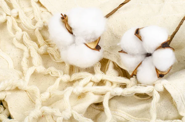 Delikat Vit Fluffig Bomull Blommor Pastell Blå Papper Bakgrund Ovanifrån — Stockfoto