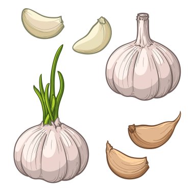 Sarımsak beyaz arka planda izole edilmiş. Sarımsak kafa ve karanfil. Sarımsak seti. El çizimi vektör illüstrasyonu.