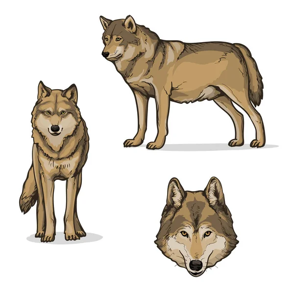 Wölfe Isoliert Auf Weißem Hintergrund Farbvektorillustration Eines Wolfes — Stockvektor