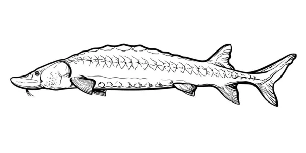 Handgezeichnete Stör Schwarz Weiß Vektorskizze Eines Fisches Isoliert Auf Weißem — Stockvektor