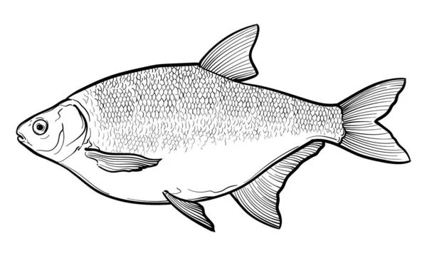 手绘Bream 黑人和白人 在白色背景上分离的鱼的矢量草图 — 图库矢量图片